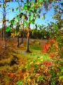 Click to view "Early Fall.jpg" at full size